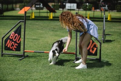 Young curly haired woman training shetland sheepdog on sports field