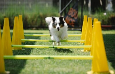 Collie jumping over obstacles on lawn in sunlight