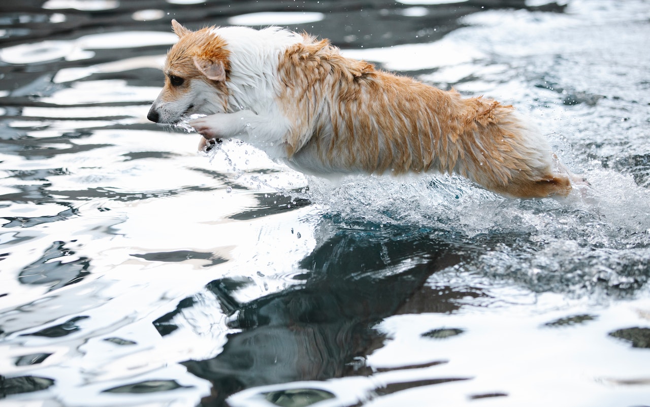 Summer Activities for Puppies