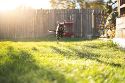 Photo of Chihuahua Midair while Running in a Garden