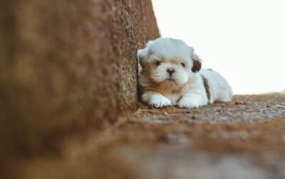 Selective Focus Photography of Shih Tzu Puppy at the Staircase