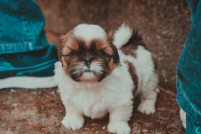 Selective Focus Photography of Tan and White Shih Tzu
