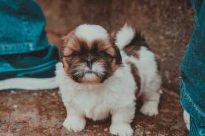 Tan and White Shih Tzu