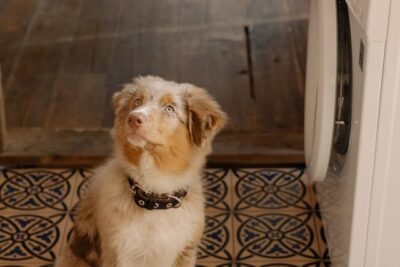 Australian Shepherd with a Collar 