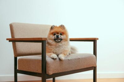 A Pomeranian Dog Sitting on an Armchair