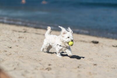 White Dog Biting a Tennis Ball