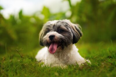 Close-Up Shot of a Cute Havanese Dog Lying on Green Grass