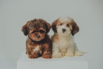 Two Adorable Havanese Dog Puppies