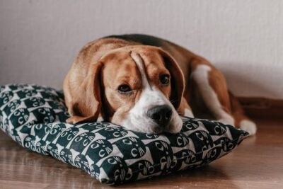 Brown and White Short Coated Beagle Lying on a Pillow