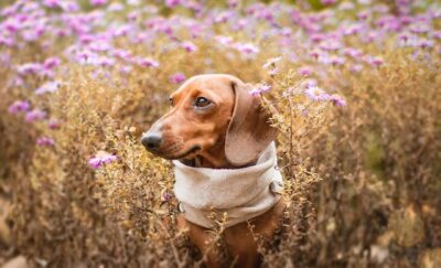 Dachshund Surrounded by Purple Flowers 