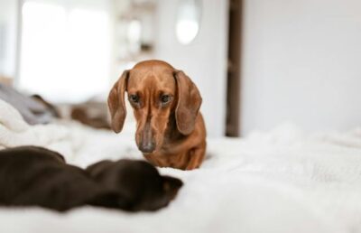 Adorable Dachshund dogs lying on comfy bed 