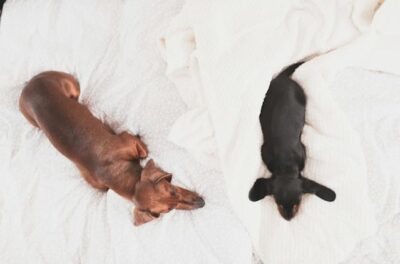 Relaxed cute Dachshund dogs sleeping on cozy bed