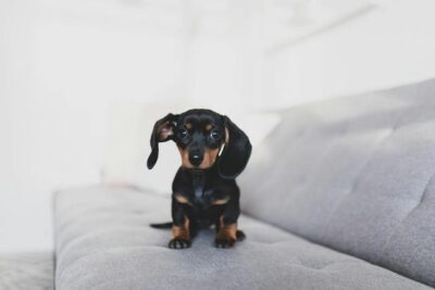 Friendly black Dachshund puppy on soft couch 