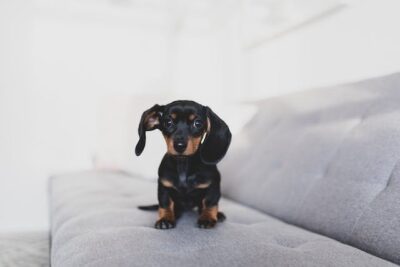 Dachshund puppy on soft couch 