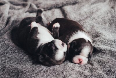 newborn puppies sleeping on crumpled plaid at home 