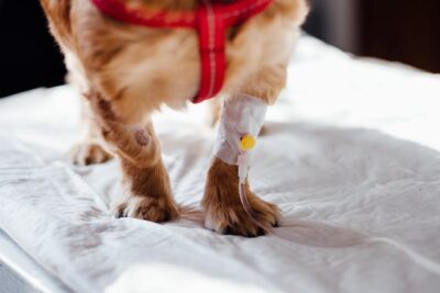 Dog with Intravenous Line on His Leg
