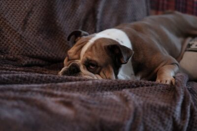 Brown Bulldog on Sofa