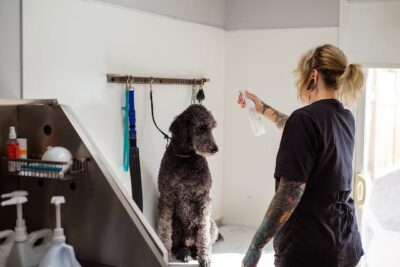 A woman is washing Poodle in a dog grooming salon