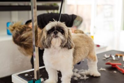 A dog getting a haircut at a salon