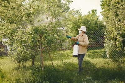 Woman in Hat and Mask Spraying a Tree in a Garden with Pesticides 