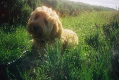 Goldendoodle lying down on green grass
