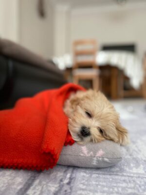 Shichon Lying on a Pillow