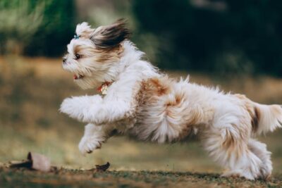 Running Shih Tzu