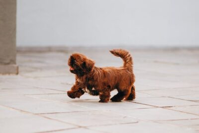 Cute pup walking on pavement on street