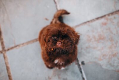 Little dog with brown fur on rough pavement
