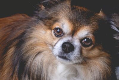 Close-Up Photo of a Long Haired Chihuahua