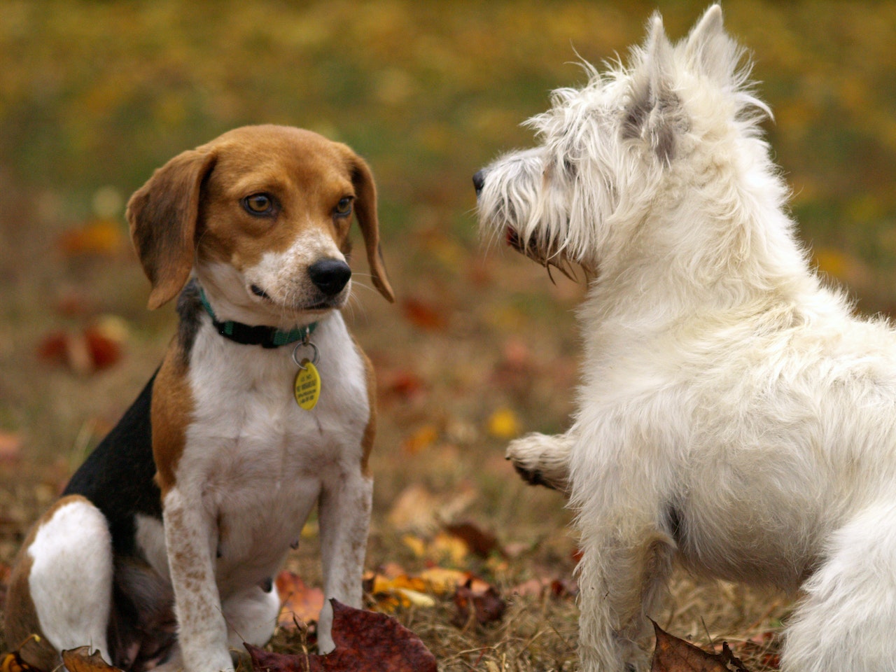 Understanding Puppy Body Language