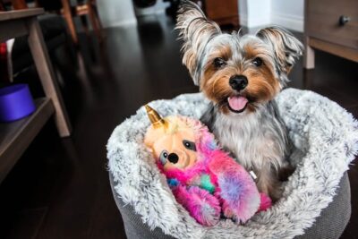 Brown and Black Yorkshire Terrier Puppy on White Textile