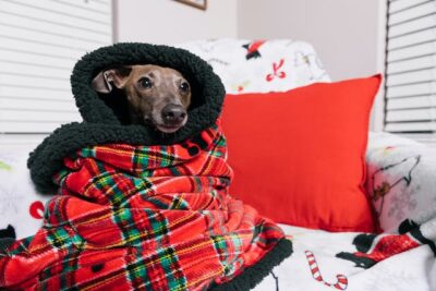 Dog wrapped in a blanket