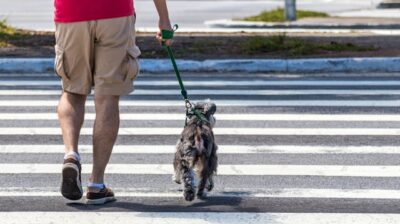Back View of a Man Walking with His Dog on a Leash on a Crosswalk in City
