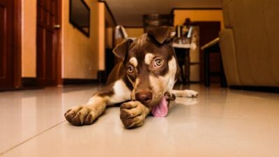 Dog Lying on Floor