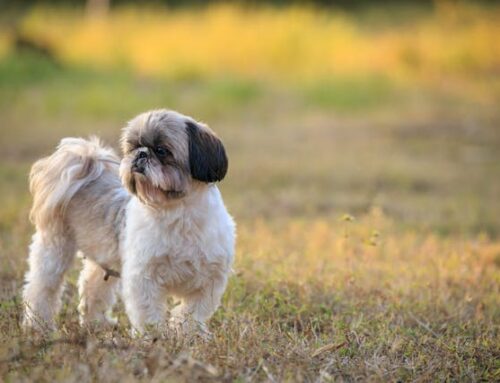 Unlocking the Secrets of Shih Tzu Life Span: Factors, Expectations, and Care Tips in 2024