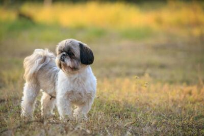 Photo of a Shih Tzu Dog on the Grass
