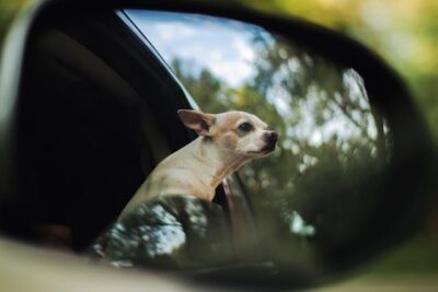 Chihuahua Inside Vehicle