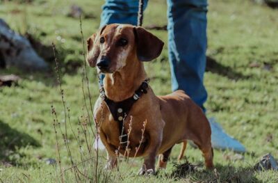 Dachshund Walking on Leash in Field