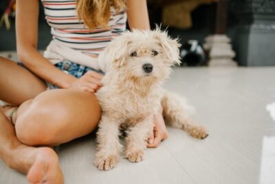 Woman sitting with Miniature Poodle on floor
