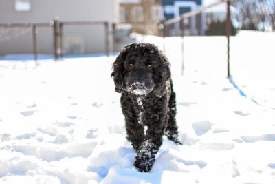 Close-Up Shot of a Cockapoo Walking on the Snow Covered Ground