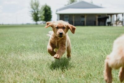 Cute Dog Running on the Field