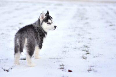 Black and White Siberian Husky Puppy on Snow Covered Ground
