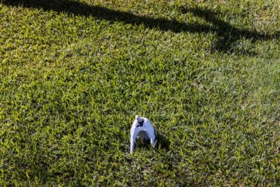 Dog Digging in Grass