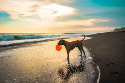 Short-coated Brown Dog on Seashore