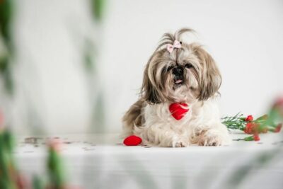 White and Brown Shih Tzu Sitting on the Floor