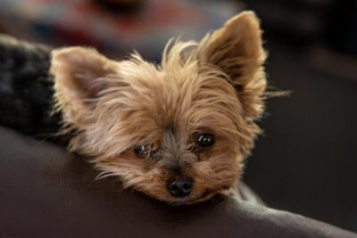 Black and Tan Yorkie Puppy
