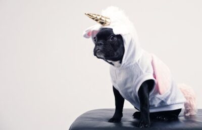 Boston Terrier Wearing Unicorn Pet Costume