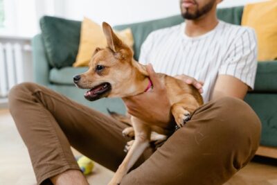 Person petting a Chihuahua