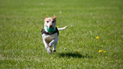 Dog playing 